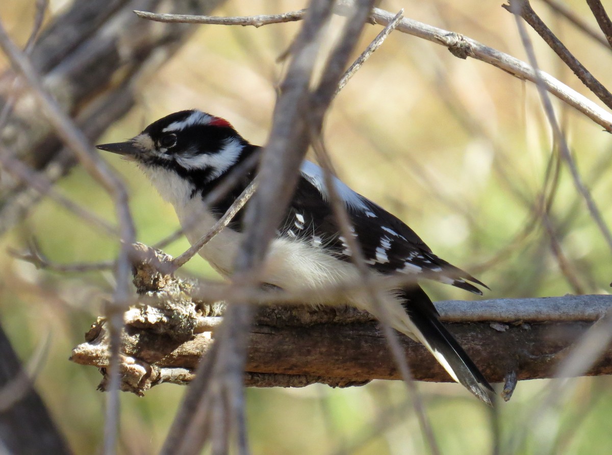 Downy Woodpecker - ML40765291