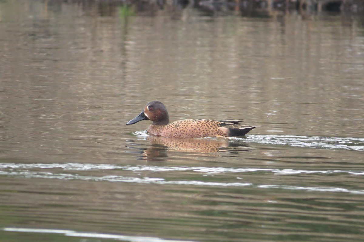 Blue-winged x Cinnamon Teal (hybrid) - brian sandstrom