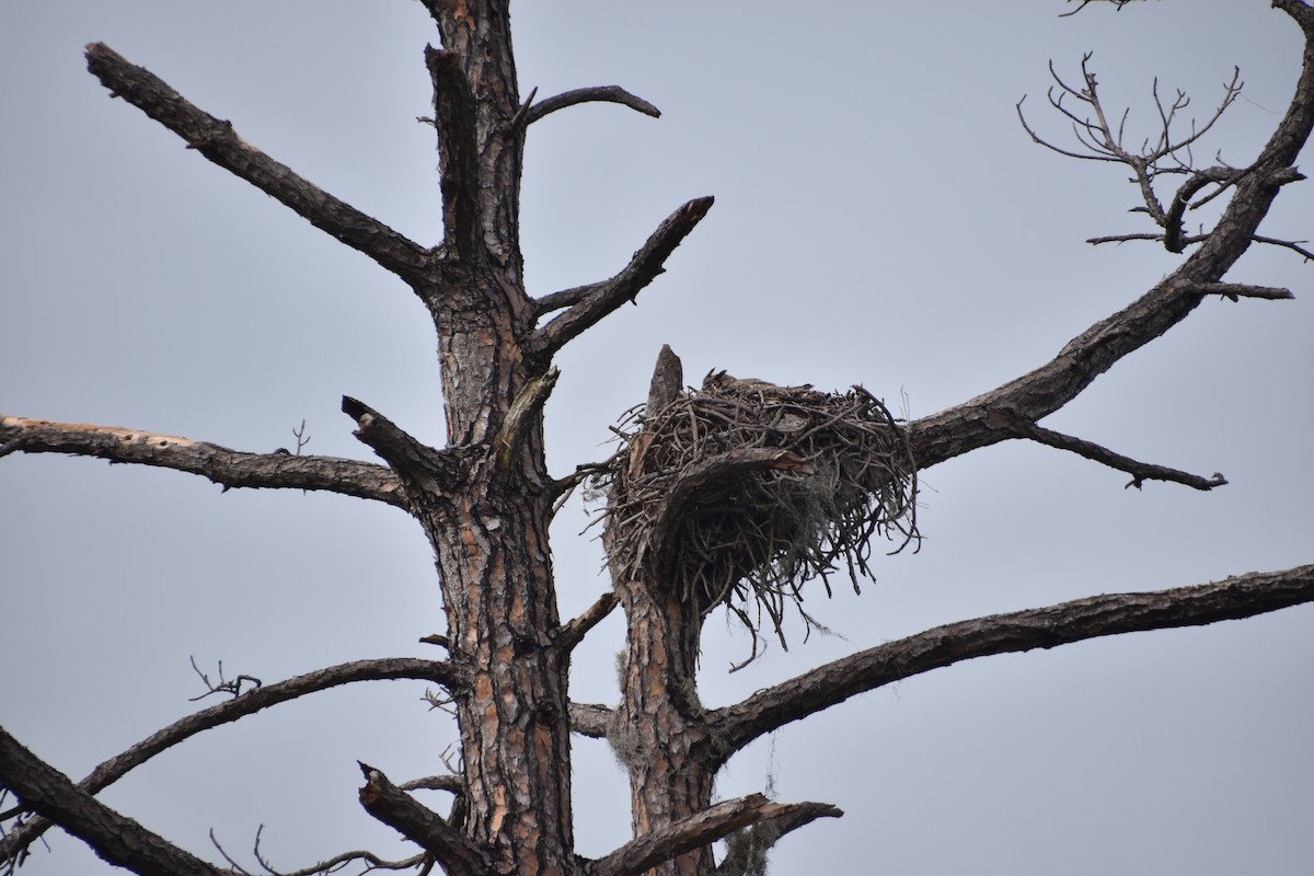 Great Horned Owl - ML407653961