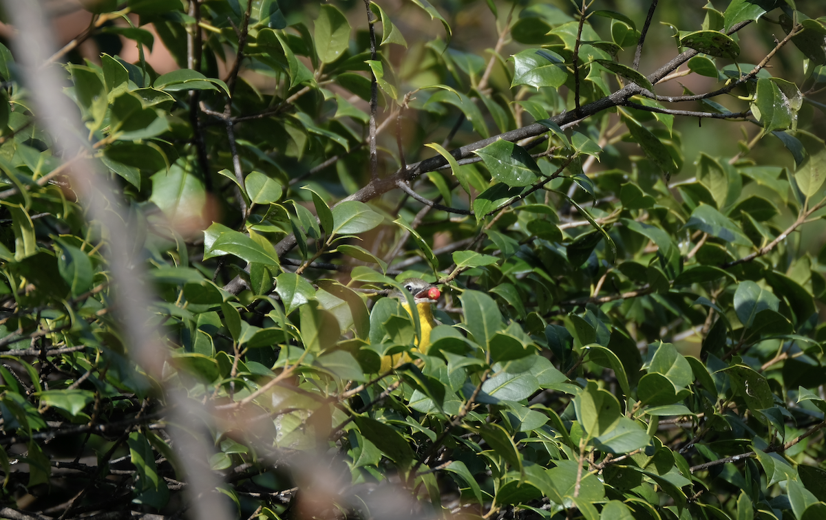 Yellow-breasted Chat - ML407653991