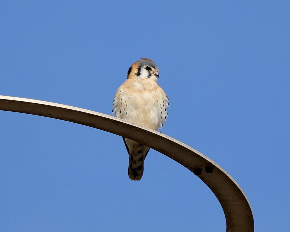 American Kestrel - ML407654001