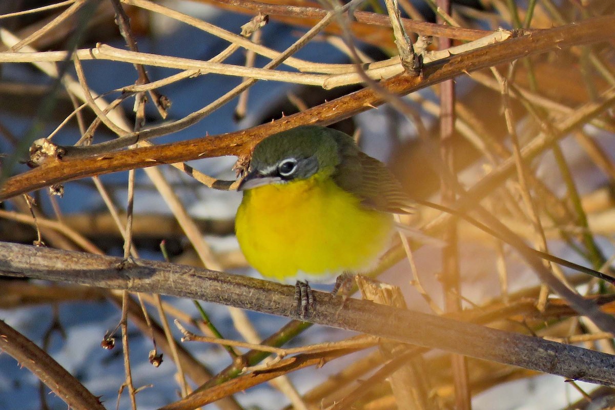 Yellow-breasted Chat - ML407654291