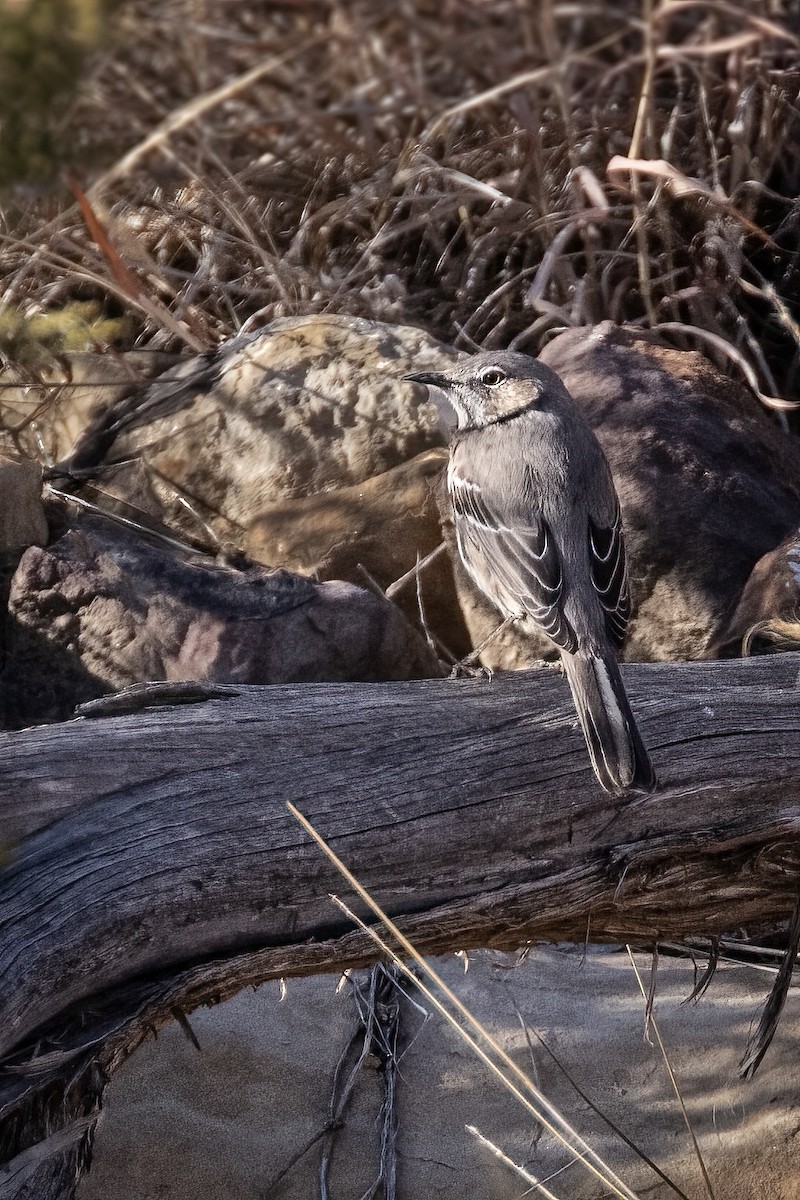 Sage Thrasher - ML407654791