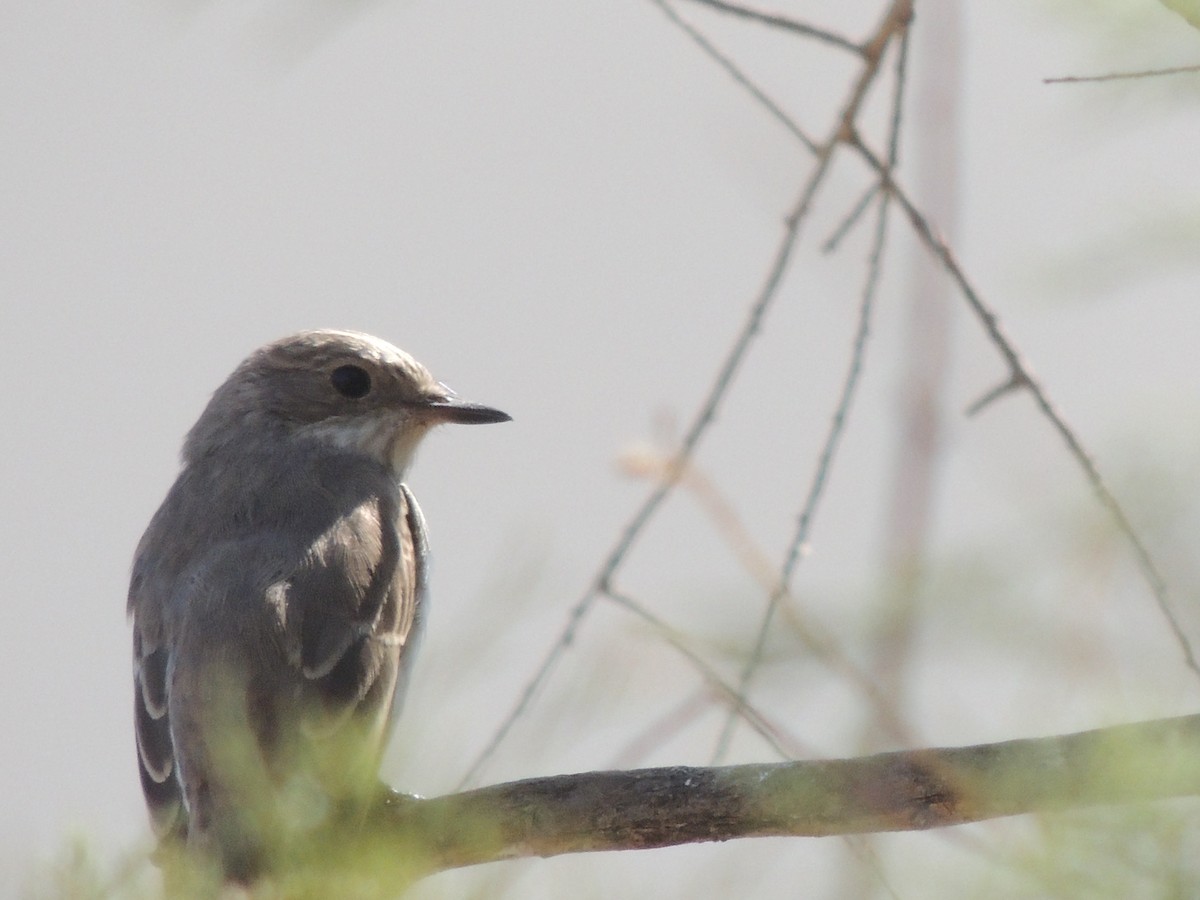 Spotted Flycatcher - Jefte Hulsmans