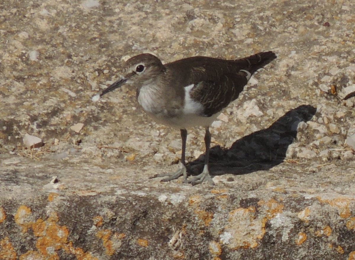 Common Sandpiper - Jefte Hulsmans