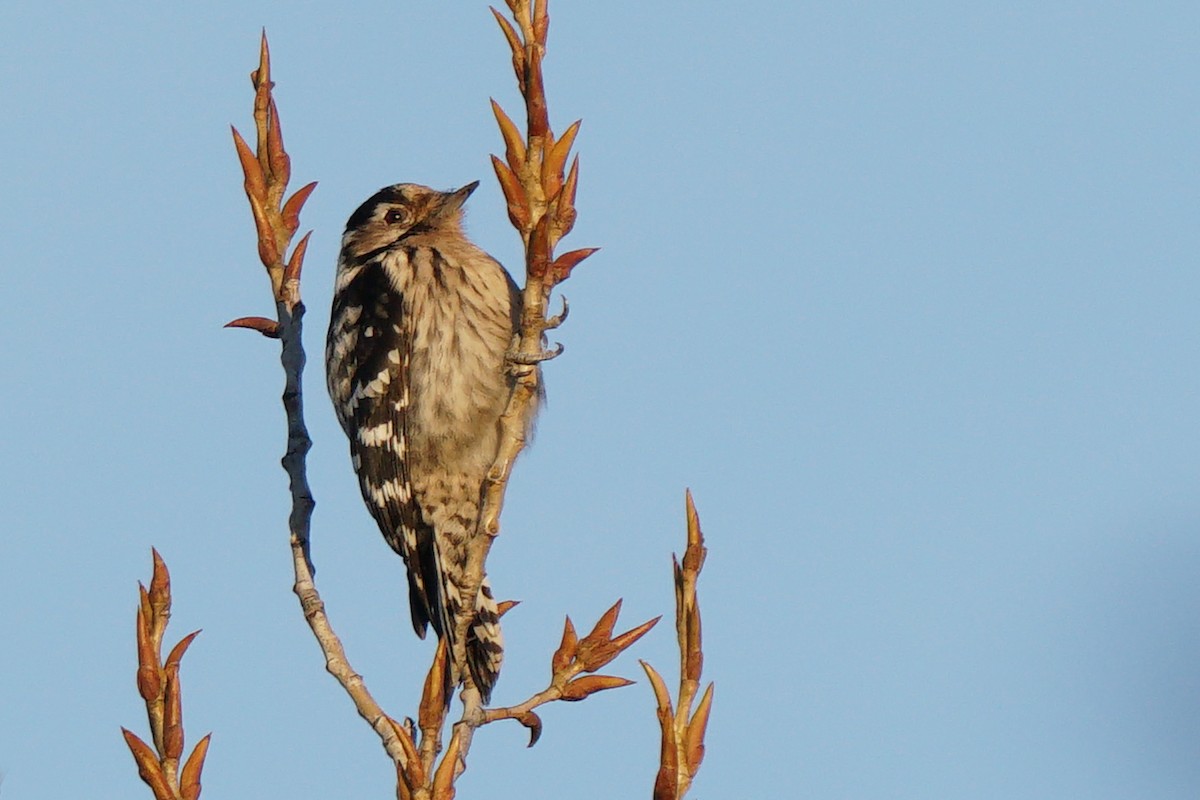 Lesser Spotted Woodpecker - Miguel Rouco