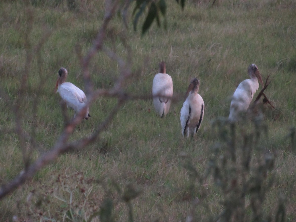 Wood Stork - ML407655351