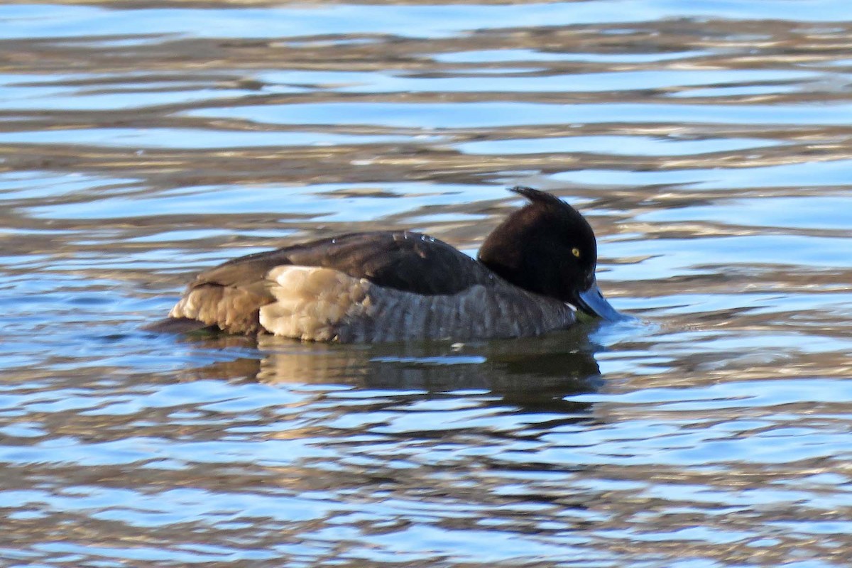 Tufted Duck - ML407656271