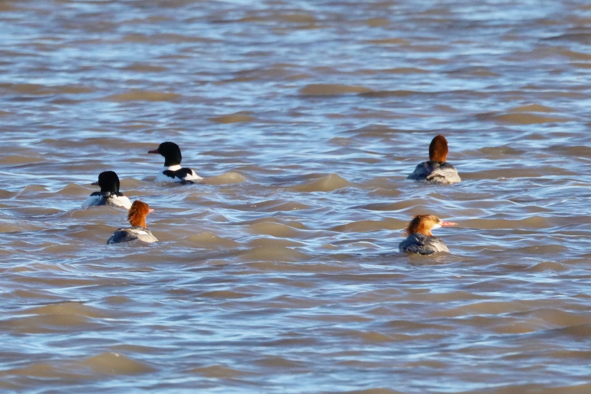 Common Merganser - ML407656641