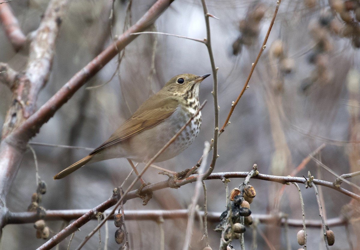 Hermit Thrush - Kathryn Keith