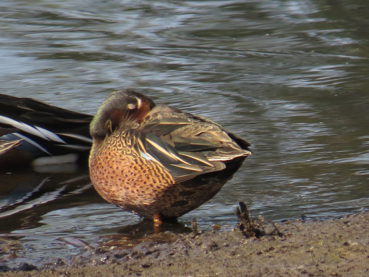 Blue-winged x Cinnamon Teal (hybrid) - Jan Gaffney