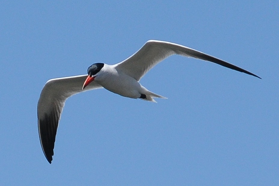 Caspian Tern - ML40766111