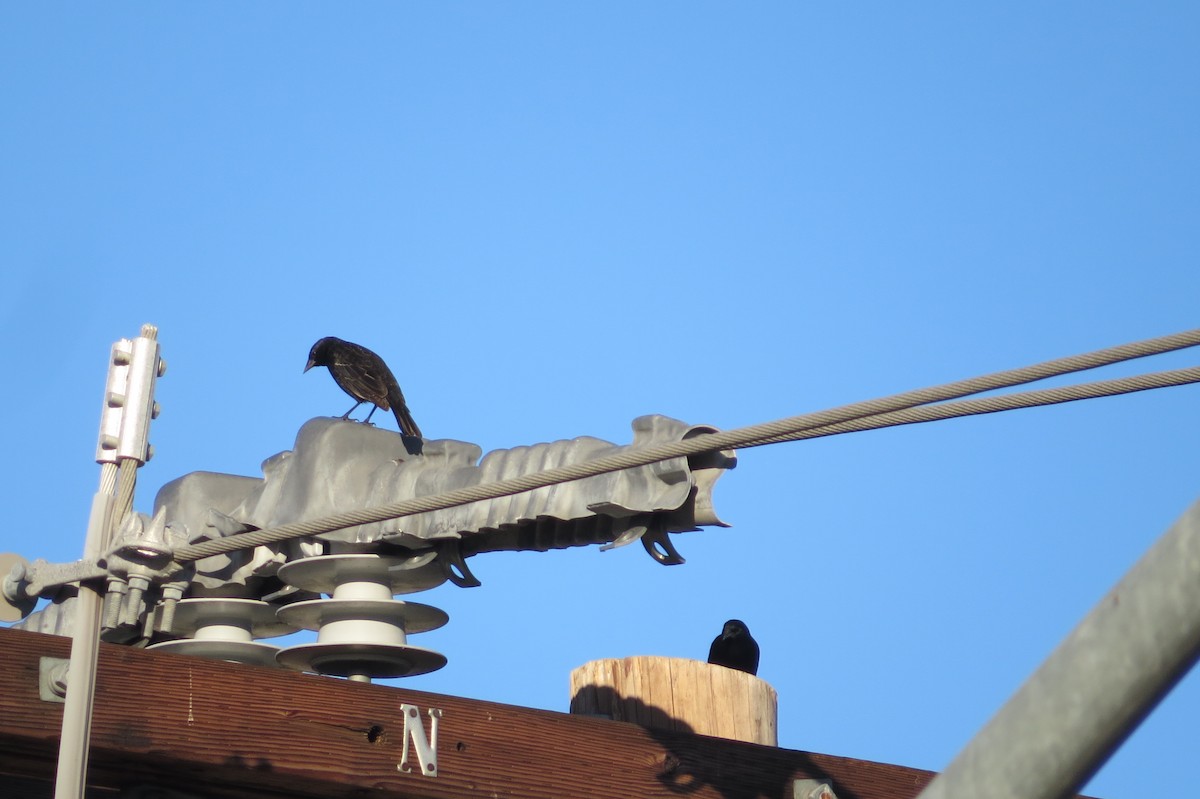 Tricolored Blackbird - brian sandstrom