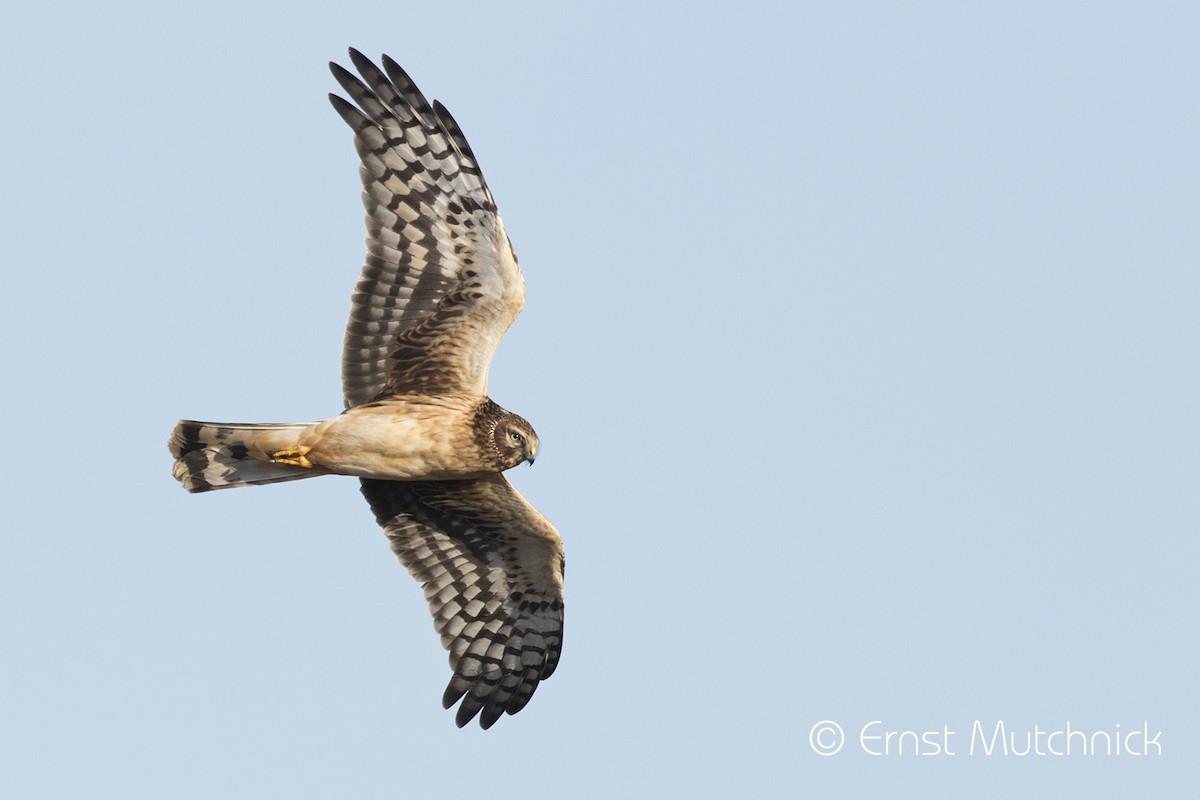 Northern Harrier - ML407662811