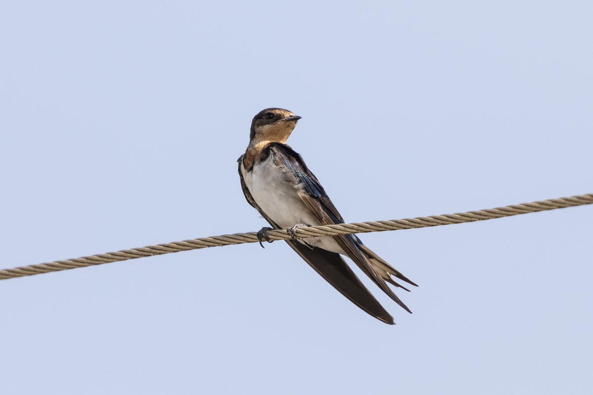 Golondrina de Guinea - ML407665001