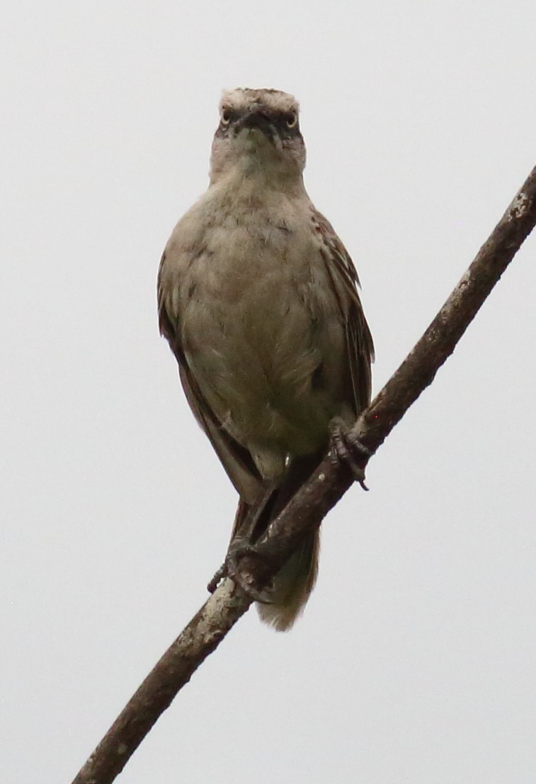 Chalk-browed Mockingbird - ML407668941