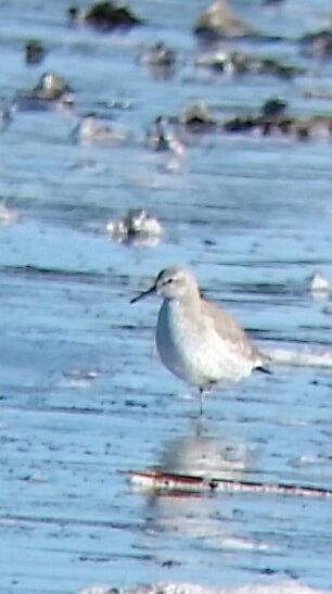 Red Knot - ML407669121