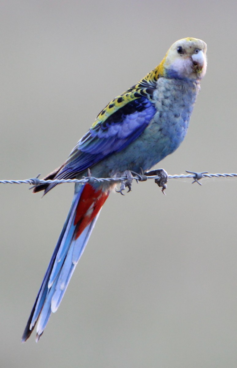 Pale-headed Rosella - ML40767081