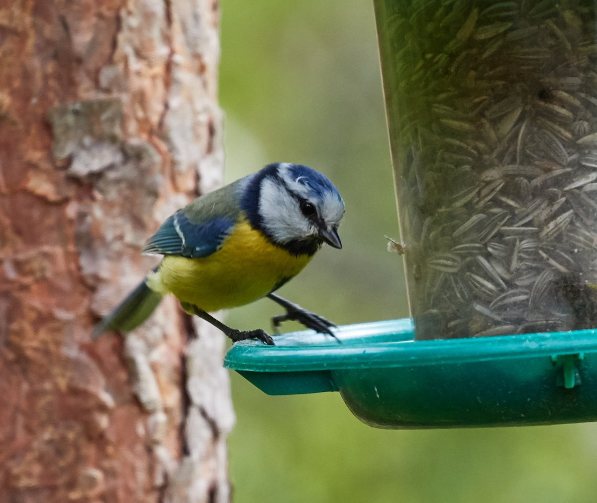 Eurasian Blue Tit - ML40767141