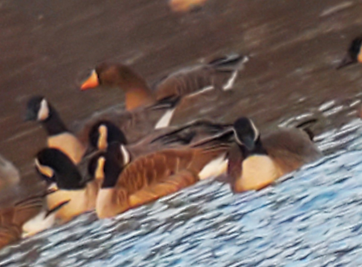 Greater White-fronted Goose - Lynn    <')))< Salmon
