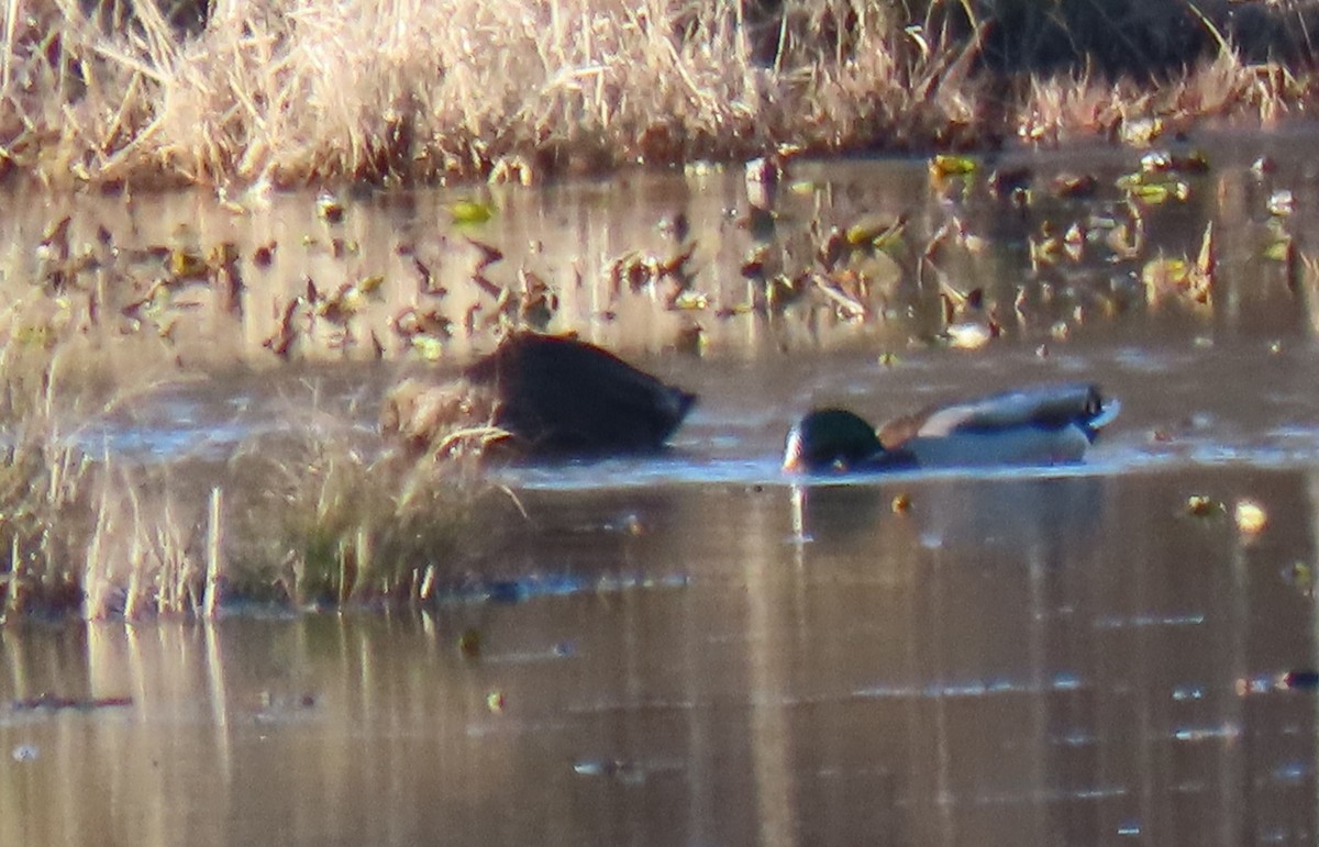 American Black Duck - ML407671881