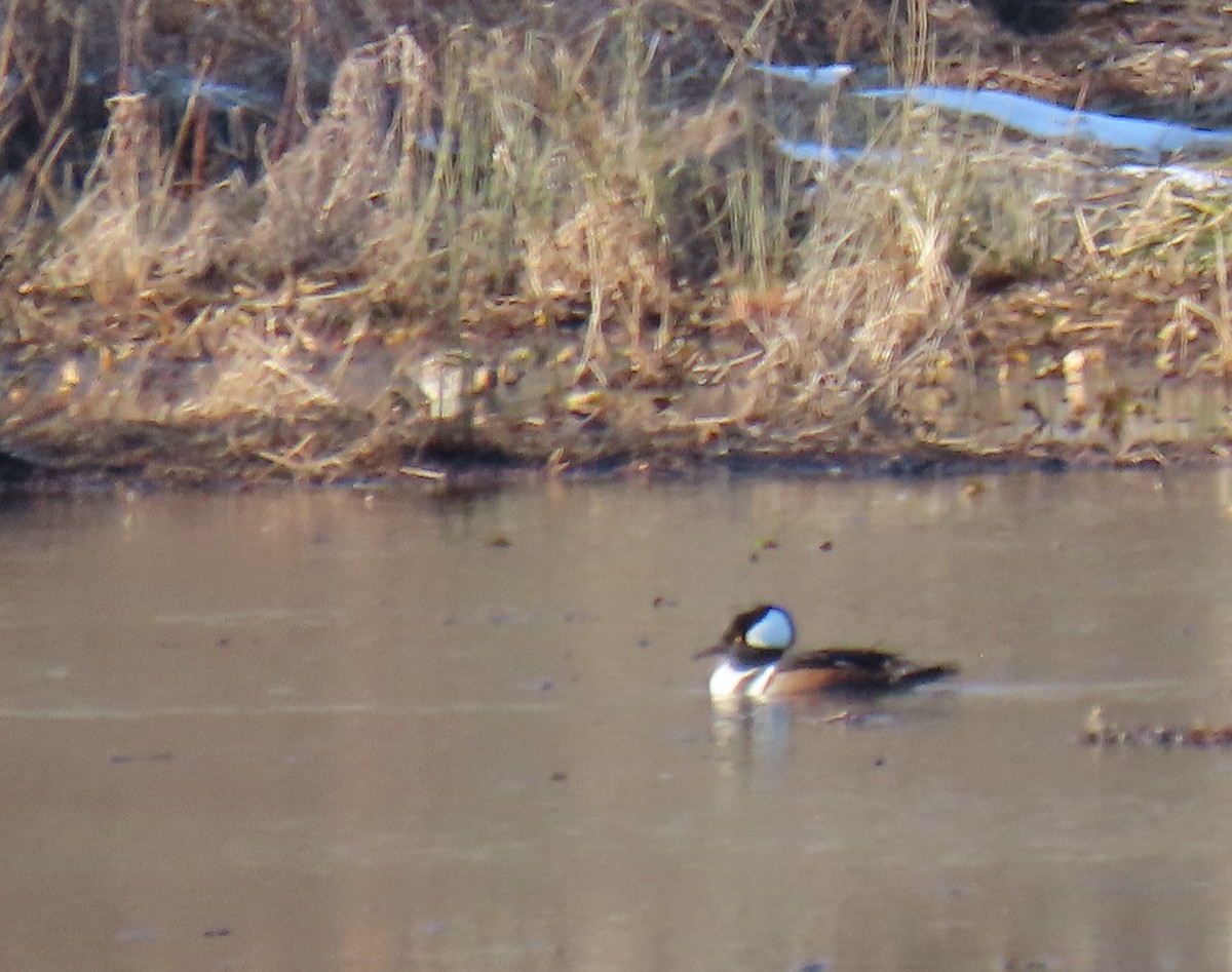 Hooded Merganser - ML407671931