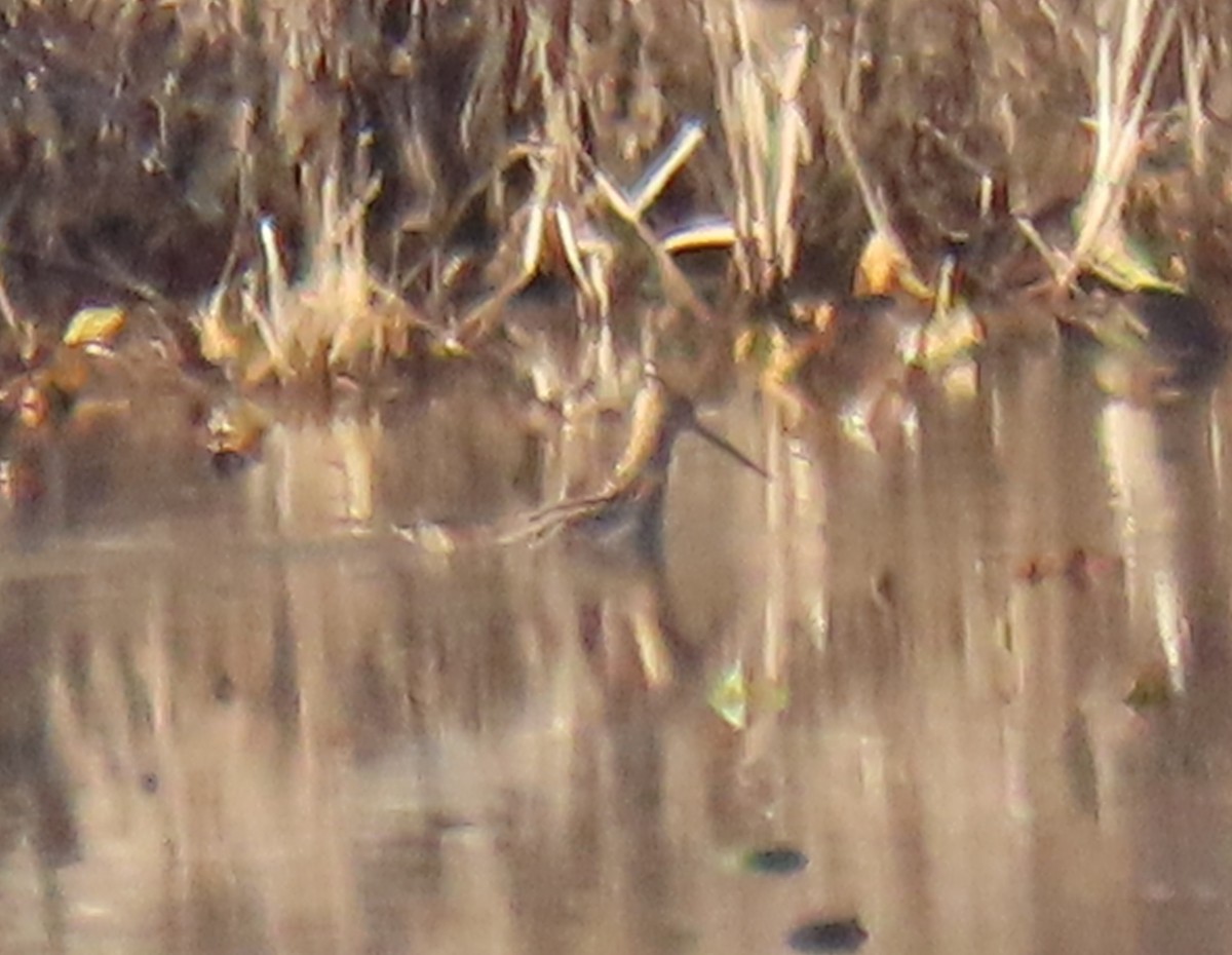 Wilson's Snipe - Neil Owens