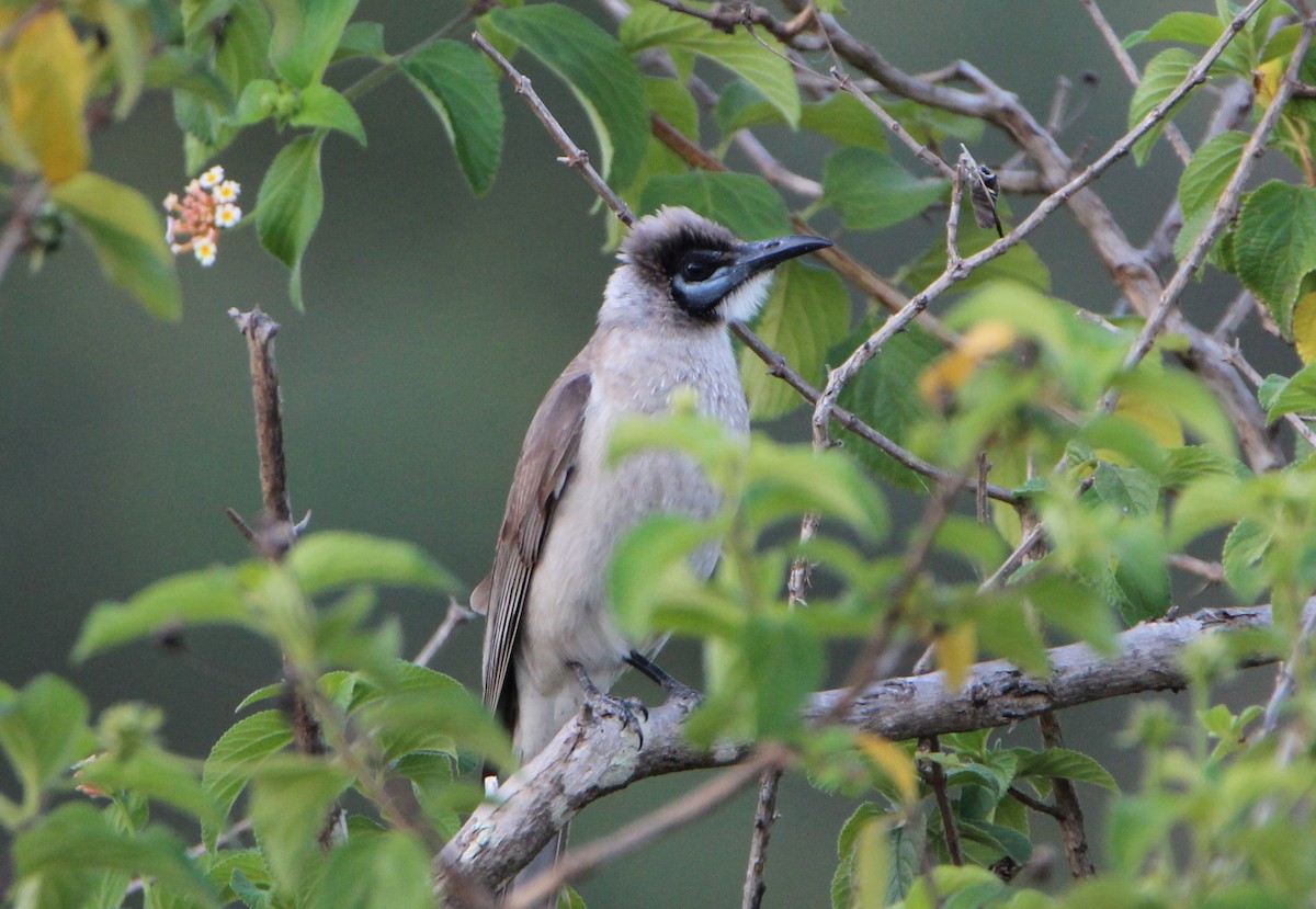 Little Friarbird - ML40767301