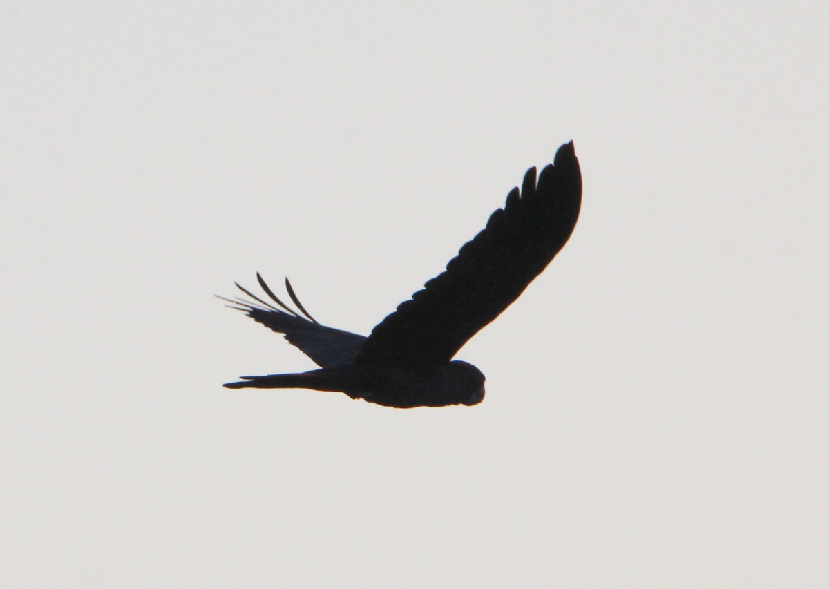 Red-tailed Black-Cockatoo - ML40767331