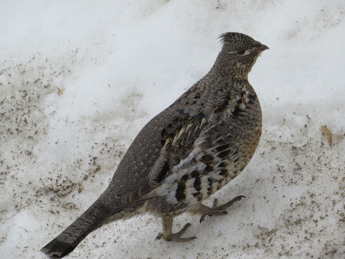 Ruffed Grouse - ML407673381