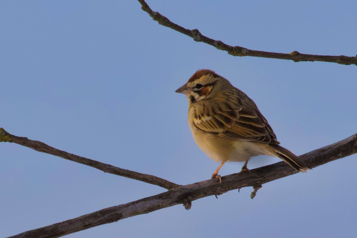 Lark Sparrow - ML407674201