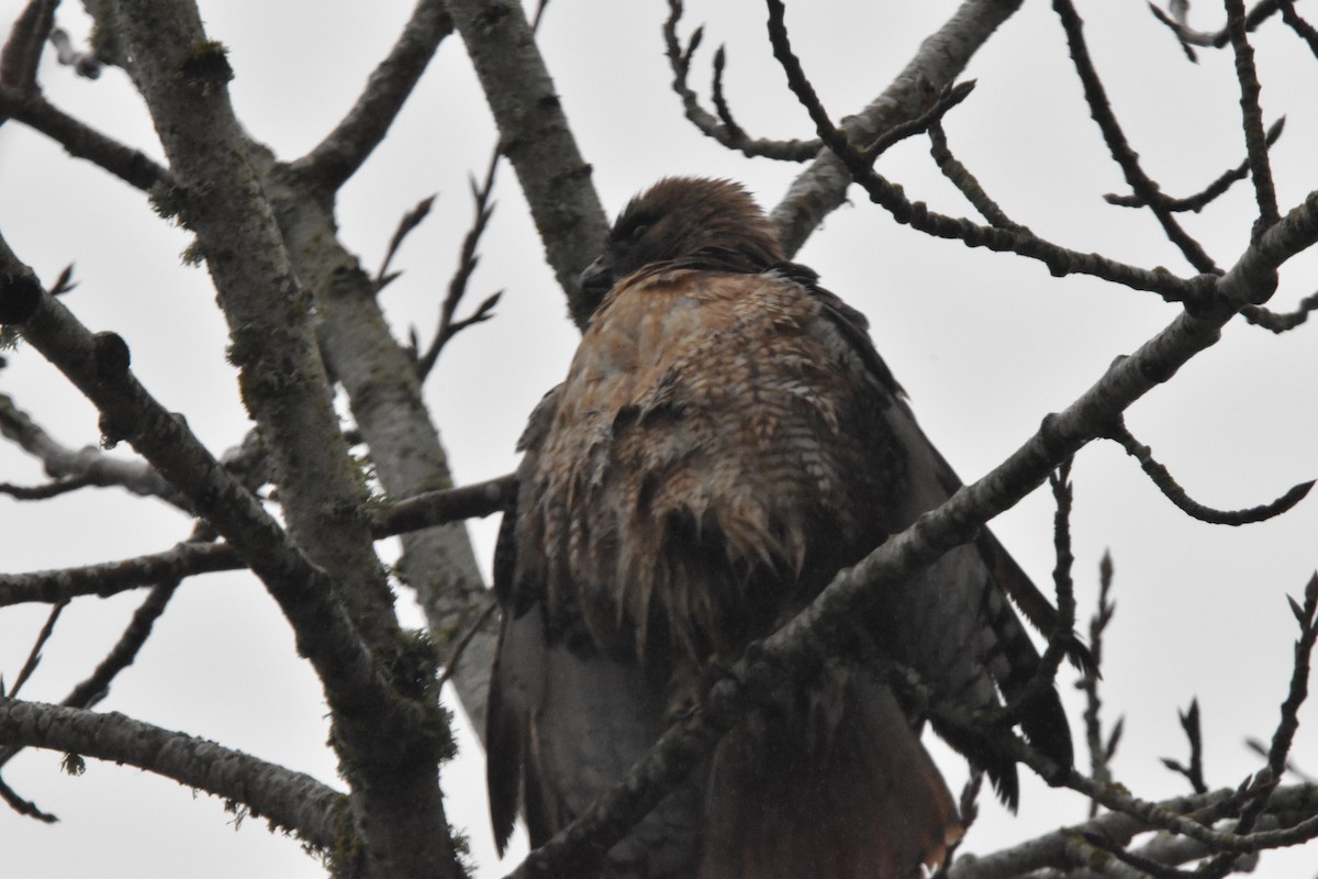 Red-tailed Hawk - ML407674591