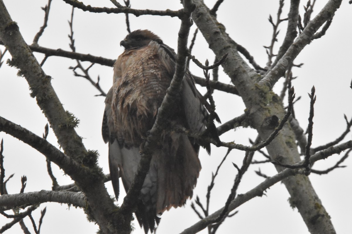 Red-tailed Hawk - ML407674611