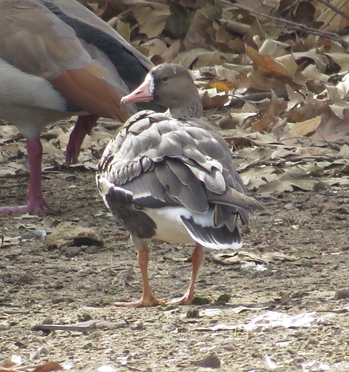 Greater White-fronted Goose - Thomas Wurster