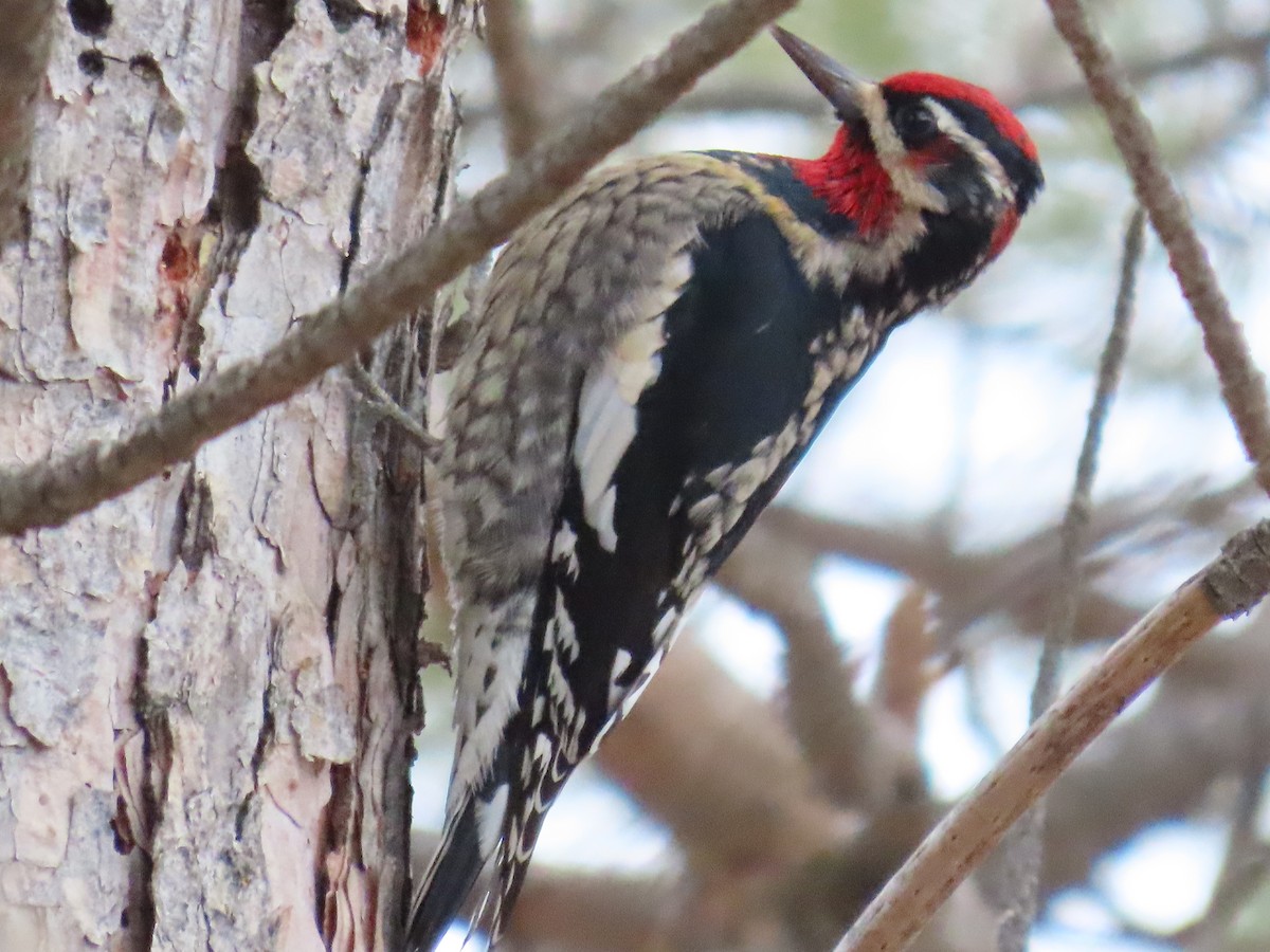 Red-naped Sapsucker - ML407677151