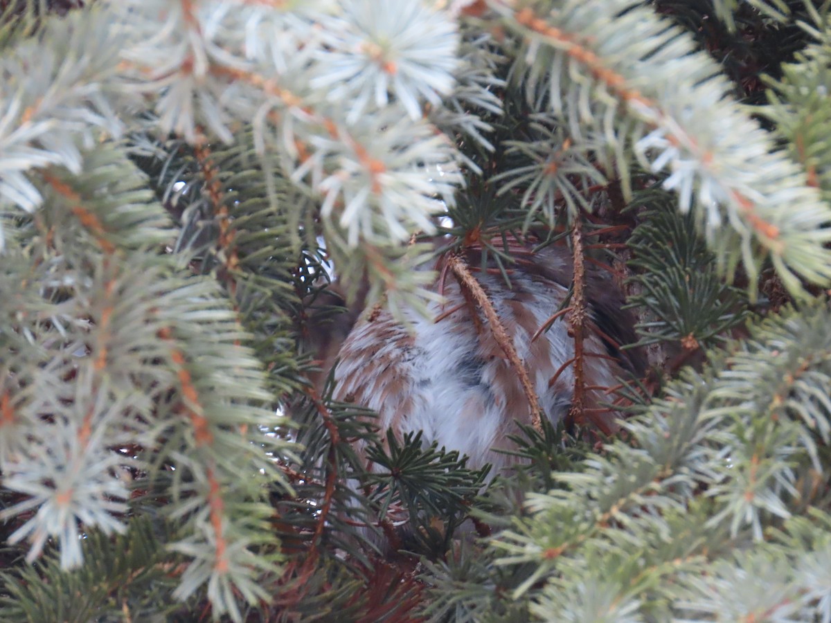 Northern Saw-whet Owl - ML407677201