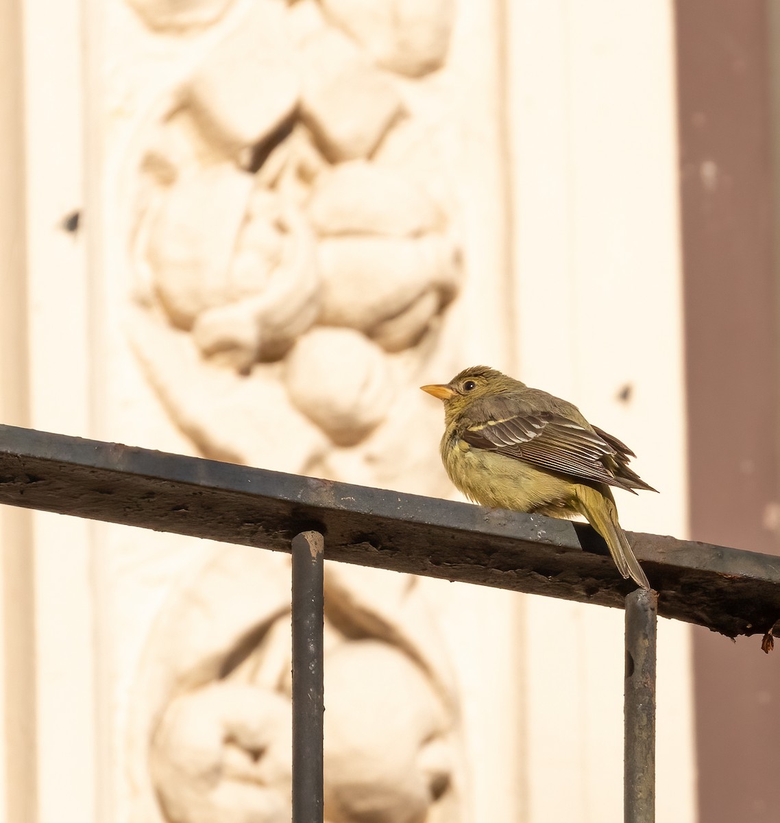 Western Tanager - ML407677401