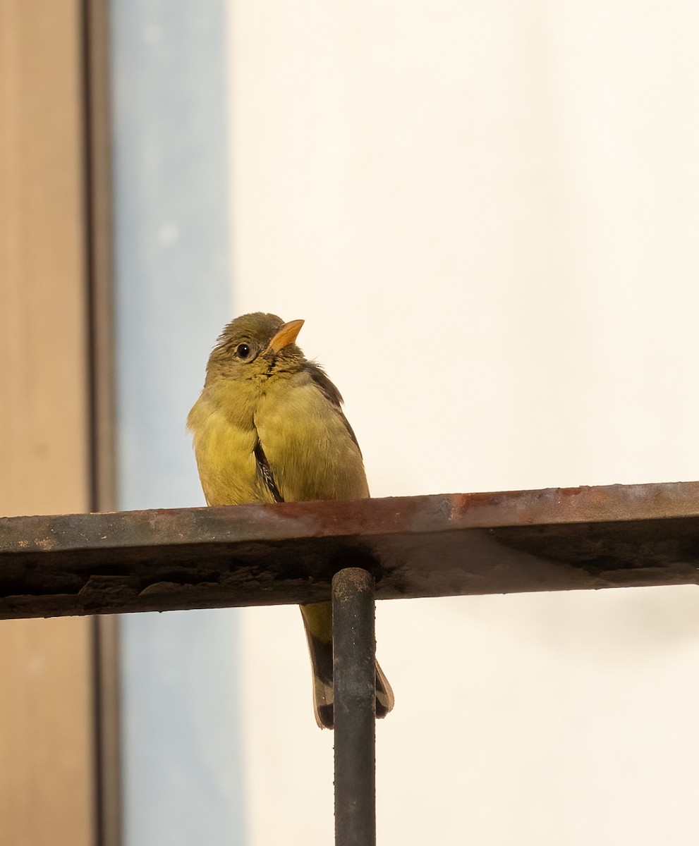 Western Tanager - ML407677441