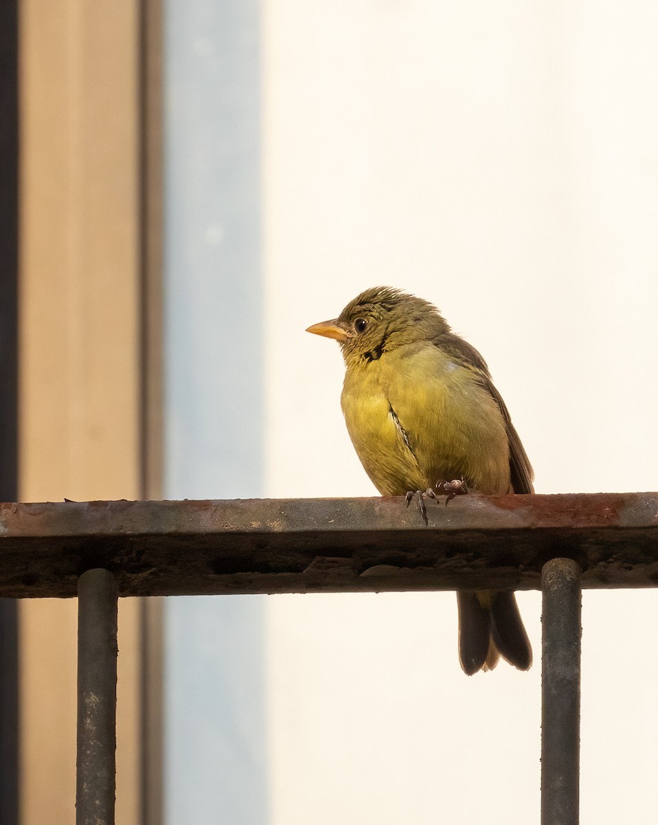 Western Tanager - ML407677541