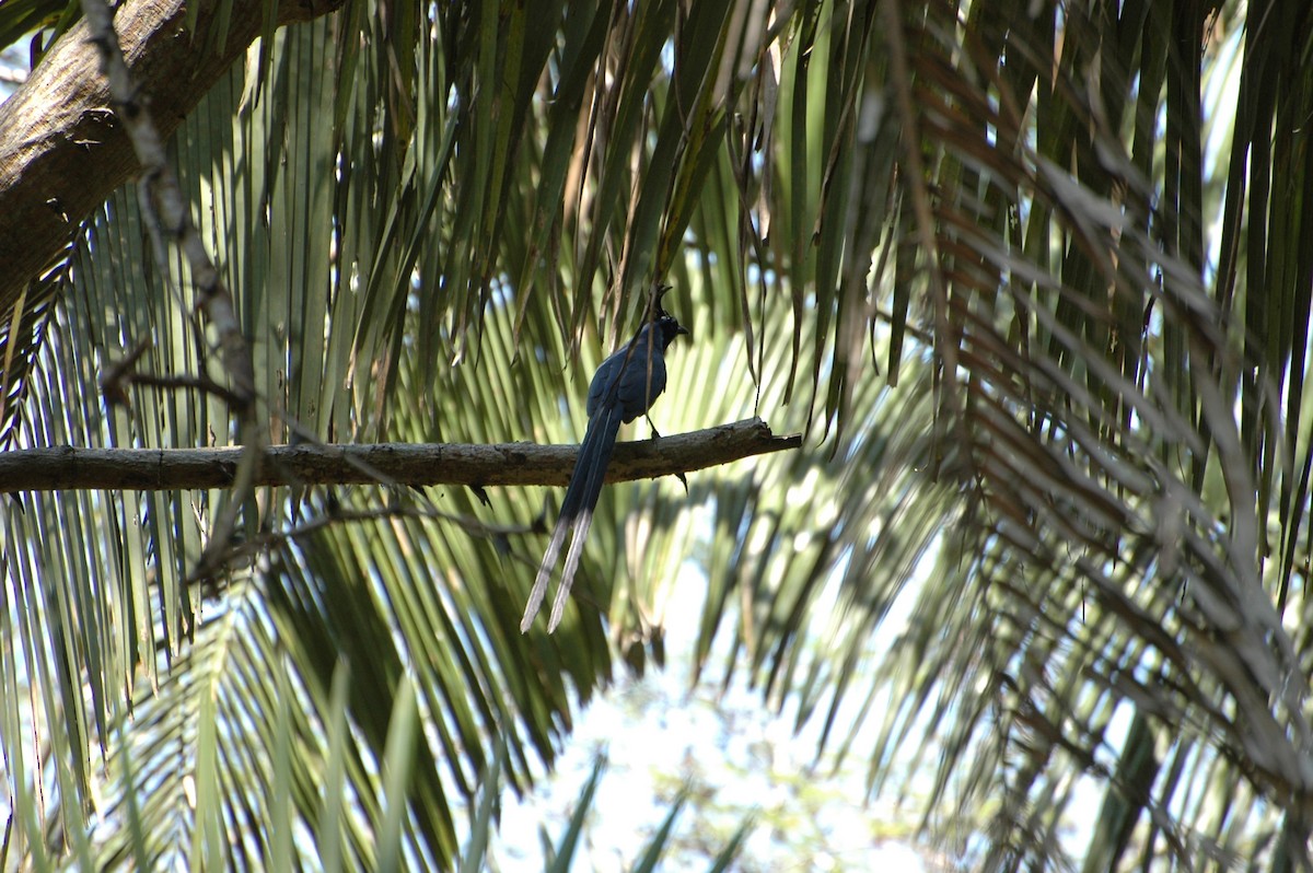 Black-throated Magpie-Jay - ML40767801