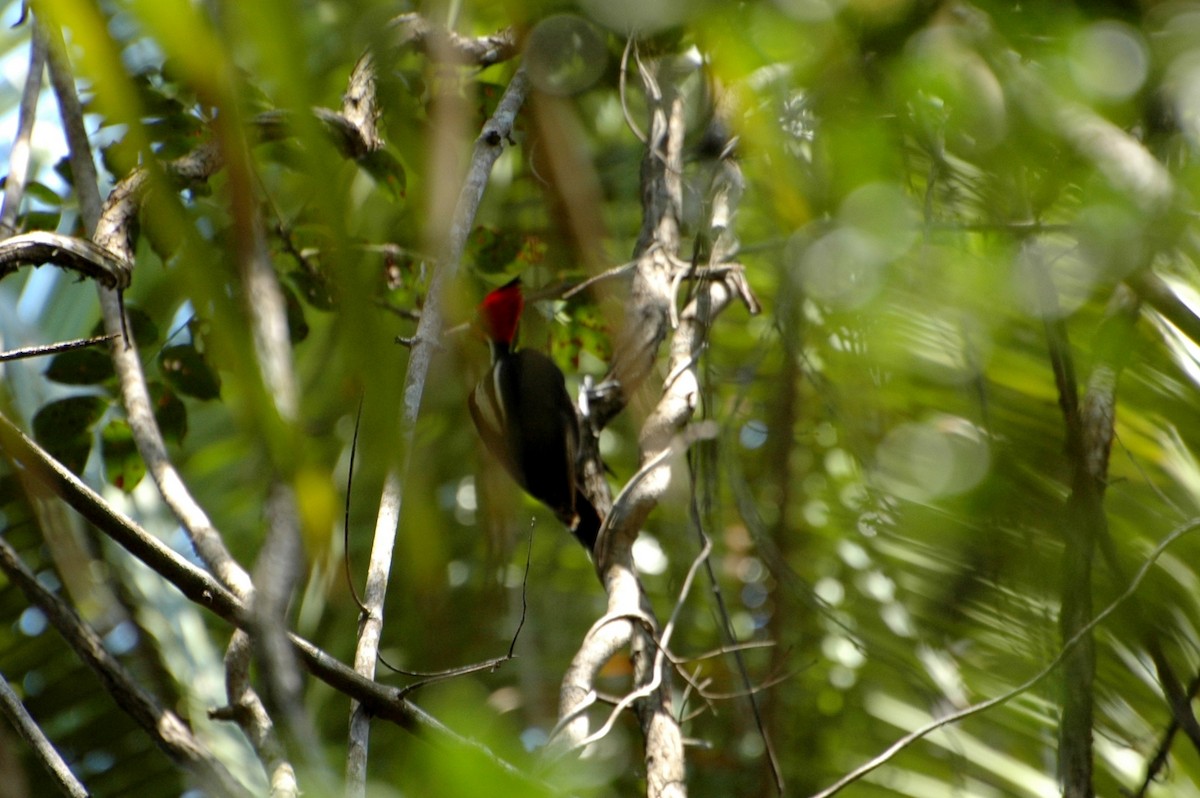 Lineated Woodpecker - ML40767821