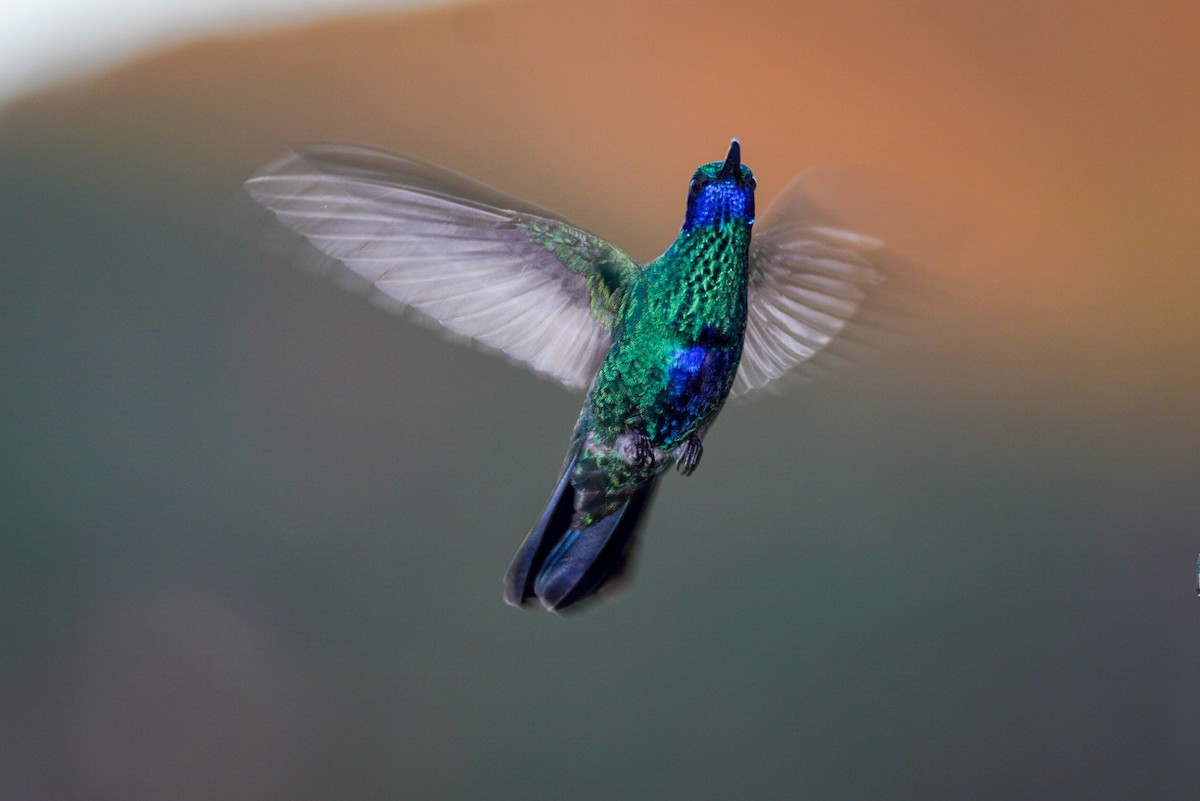 kolibřík modrolící - ML407679921