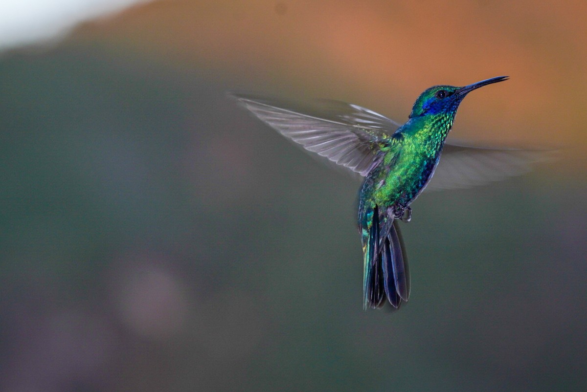 kolibřík modrolící - ML407679931