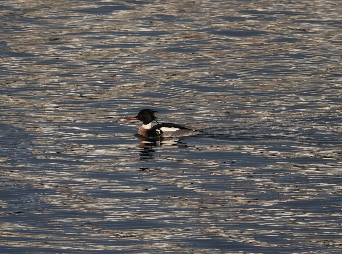 Red-breasted Merganser - ML407680401