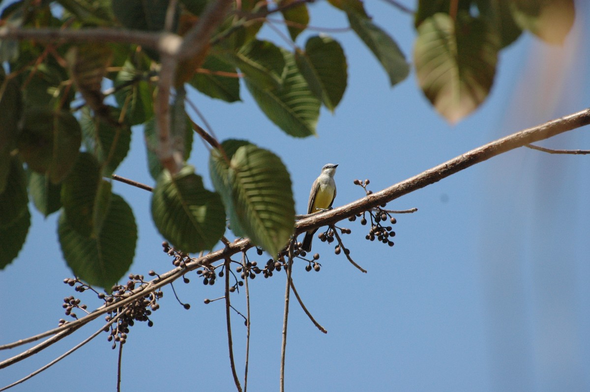 Western Kingbird - ML40768131