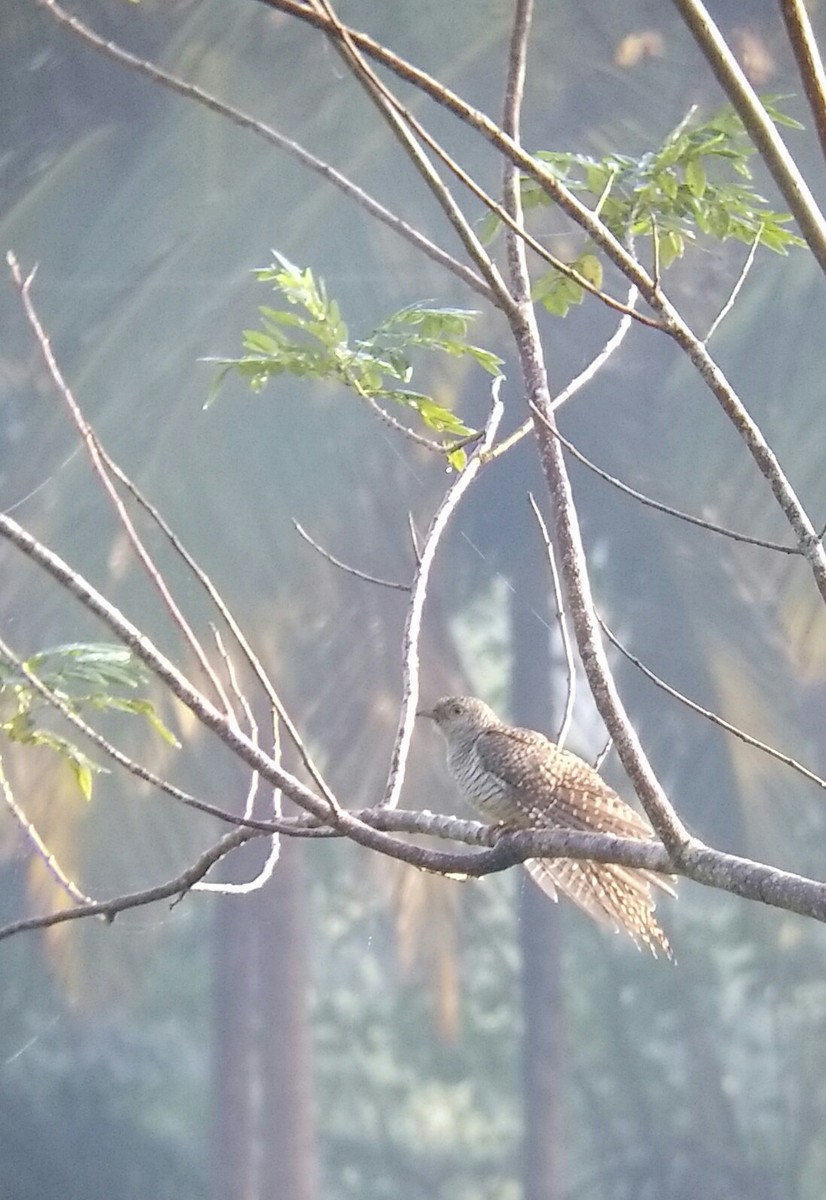 Common Cuckoo - ML40768161