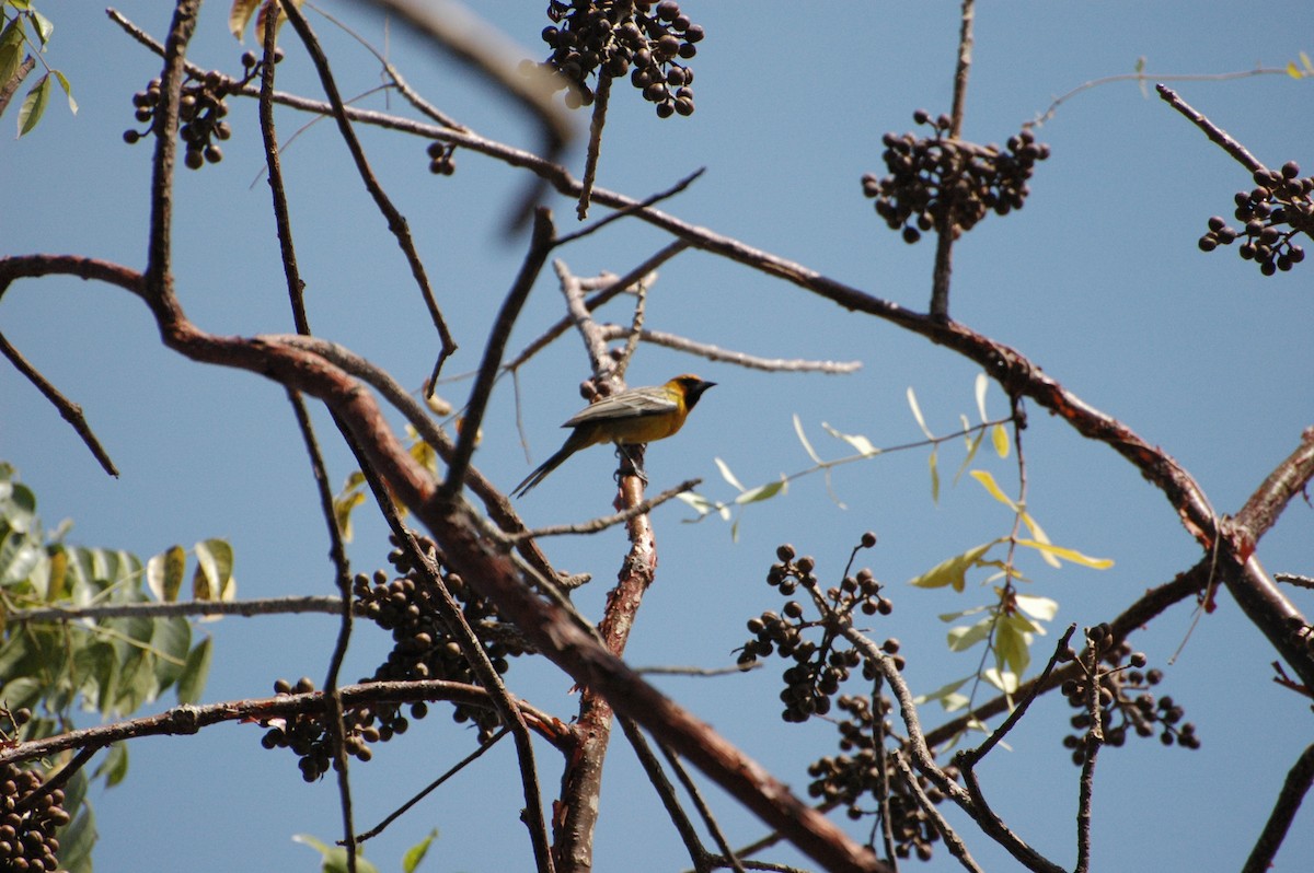 Streak-backed Oriole - ML40768201