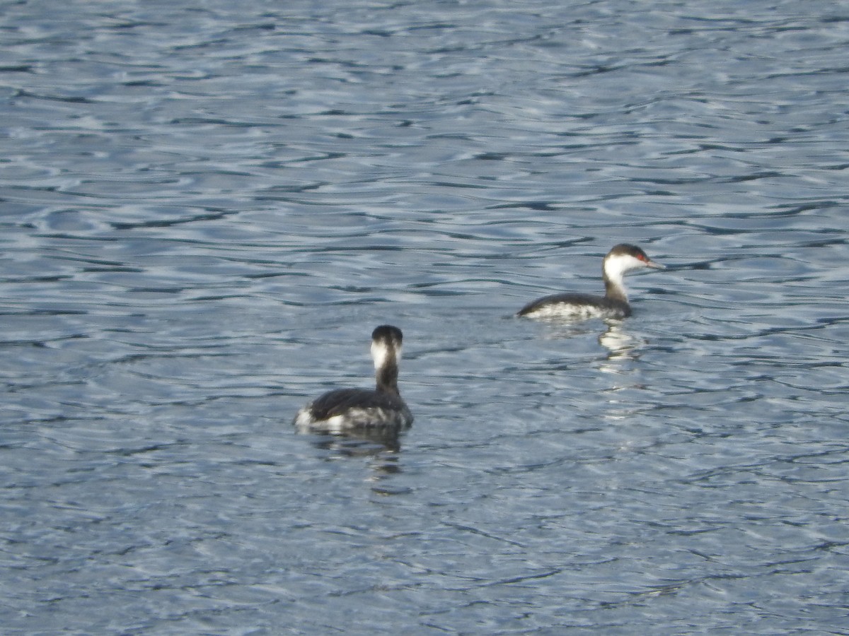 Horned Grebe - ML40768281