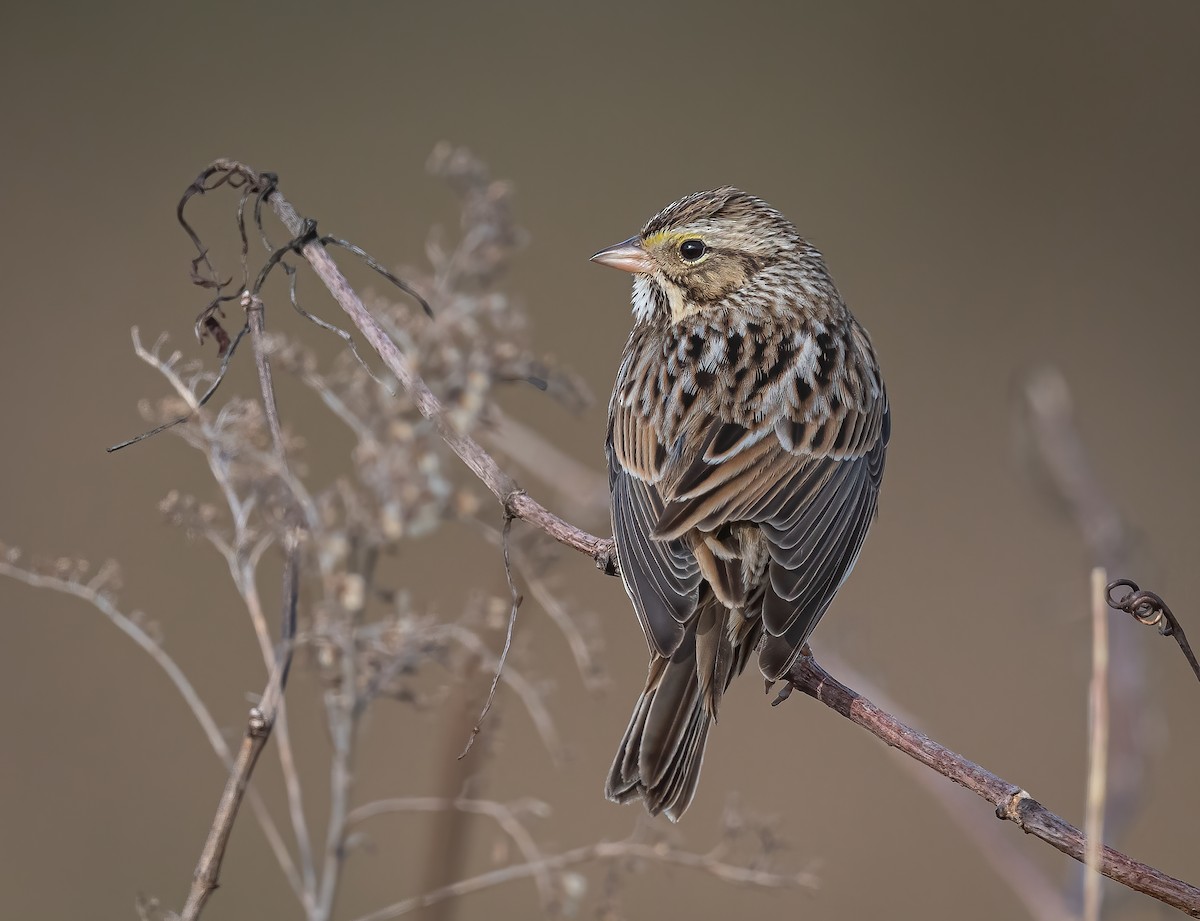 Savannah Sparrow - Gena Flanigen