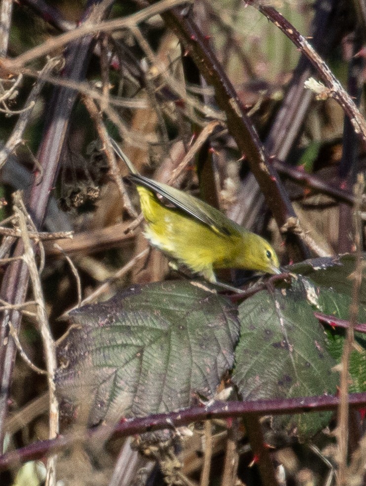 Orange-crowned Warbler - ML407684581